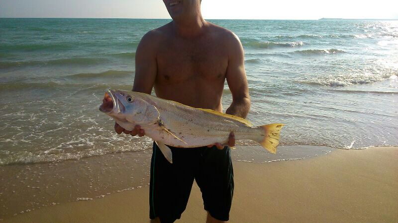 Corvina