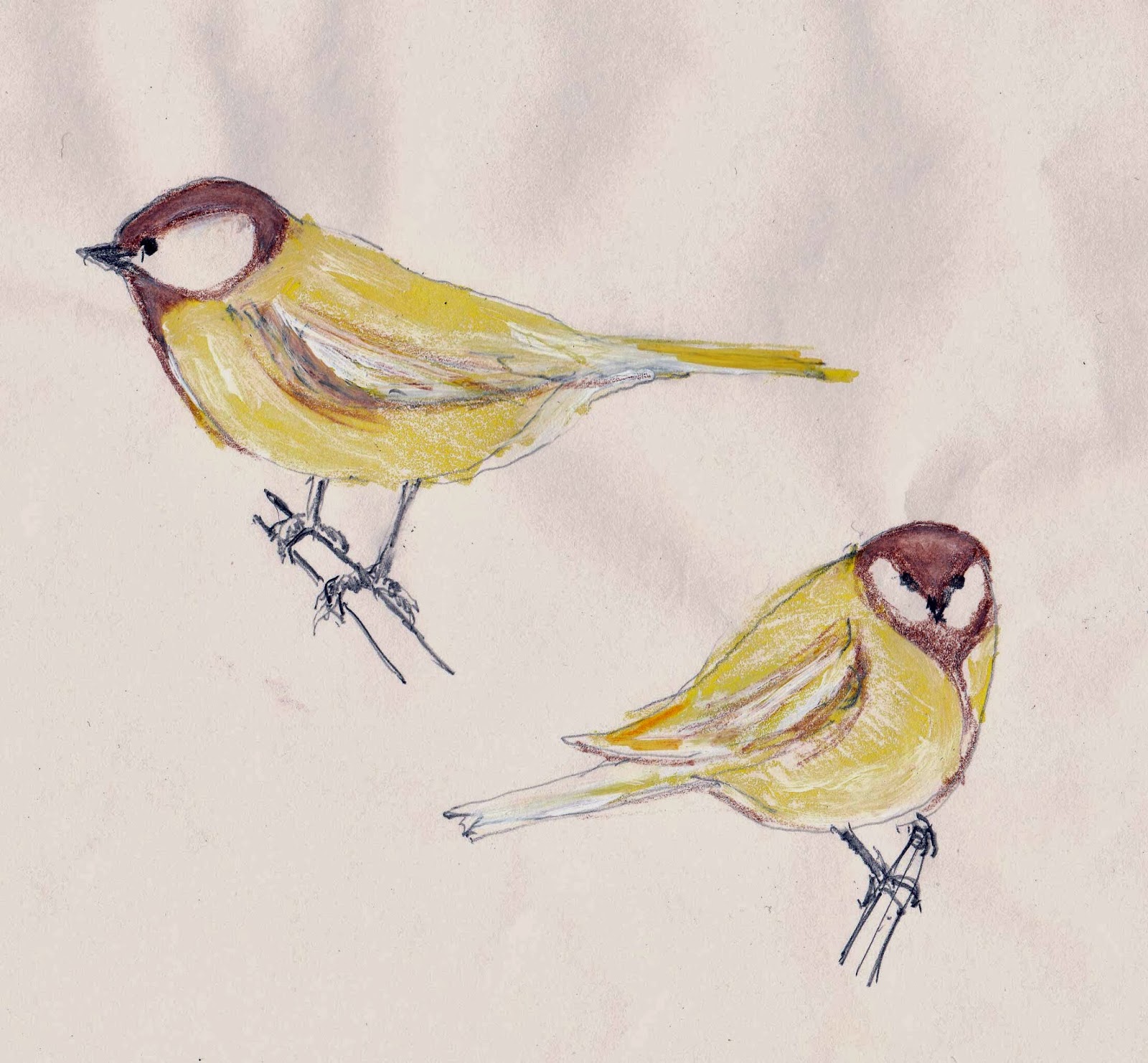 TAG online yellow bird.. high up in banana tree