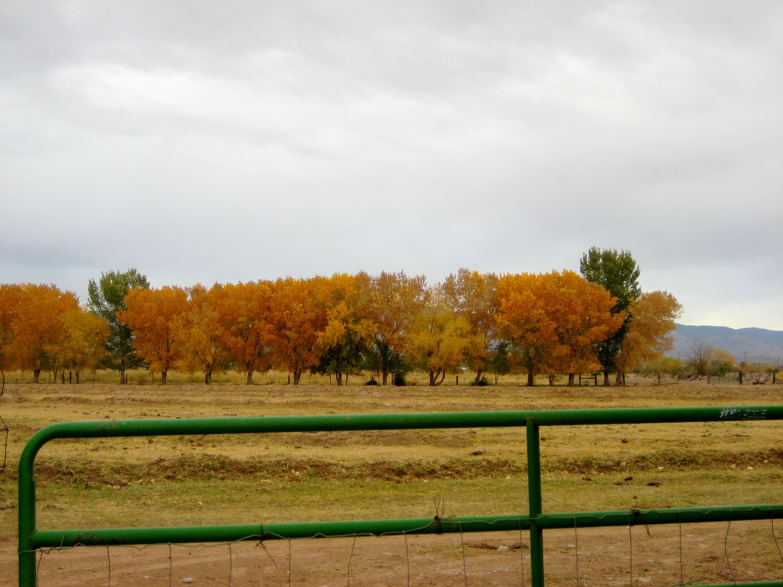 Living Rootless Tularosa, New Mexico Fall Foliage