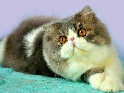 Gambar kucing persia peaknose