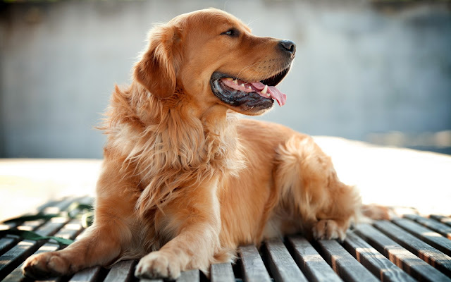 Golden Retriever Golden Retriever