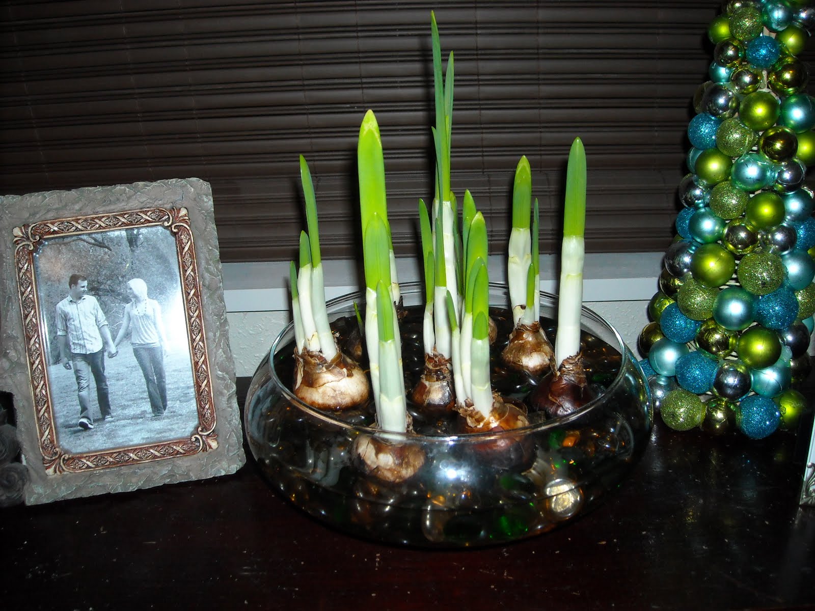 In the Garden and More Forcing Bulbs for the Holidays