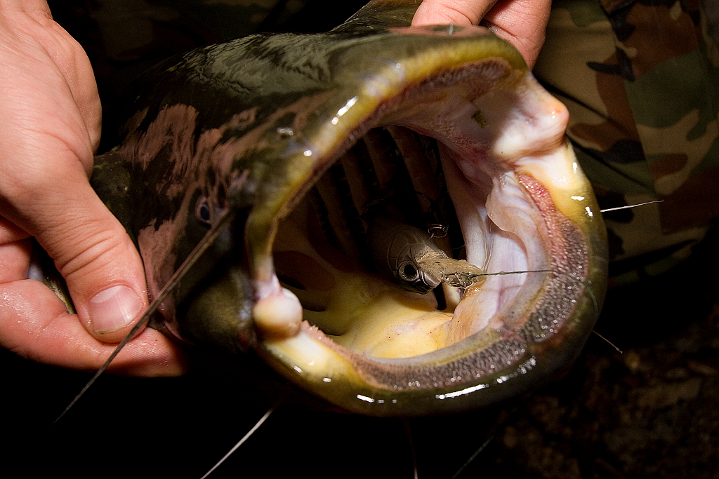 Fishing In Croatia (and in the neighbourhood) Night catfish sessions