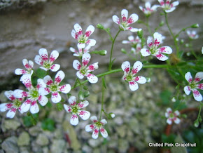 Saxifraga