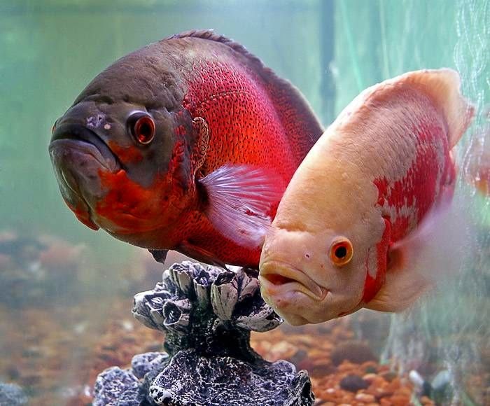 Oscar Fish Oscar Fish