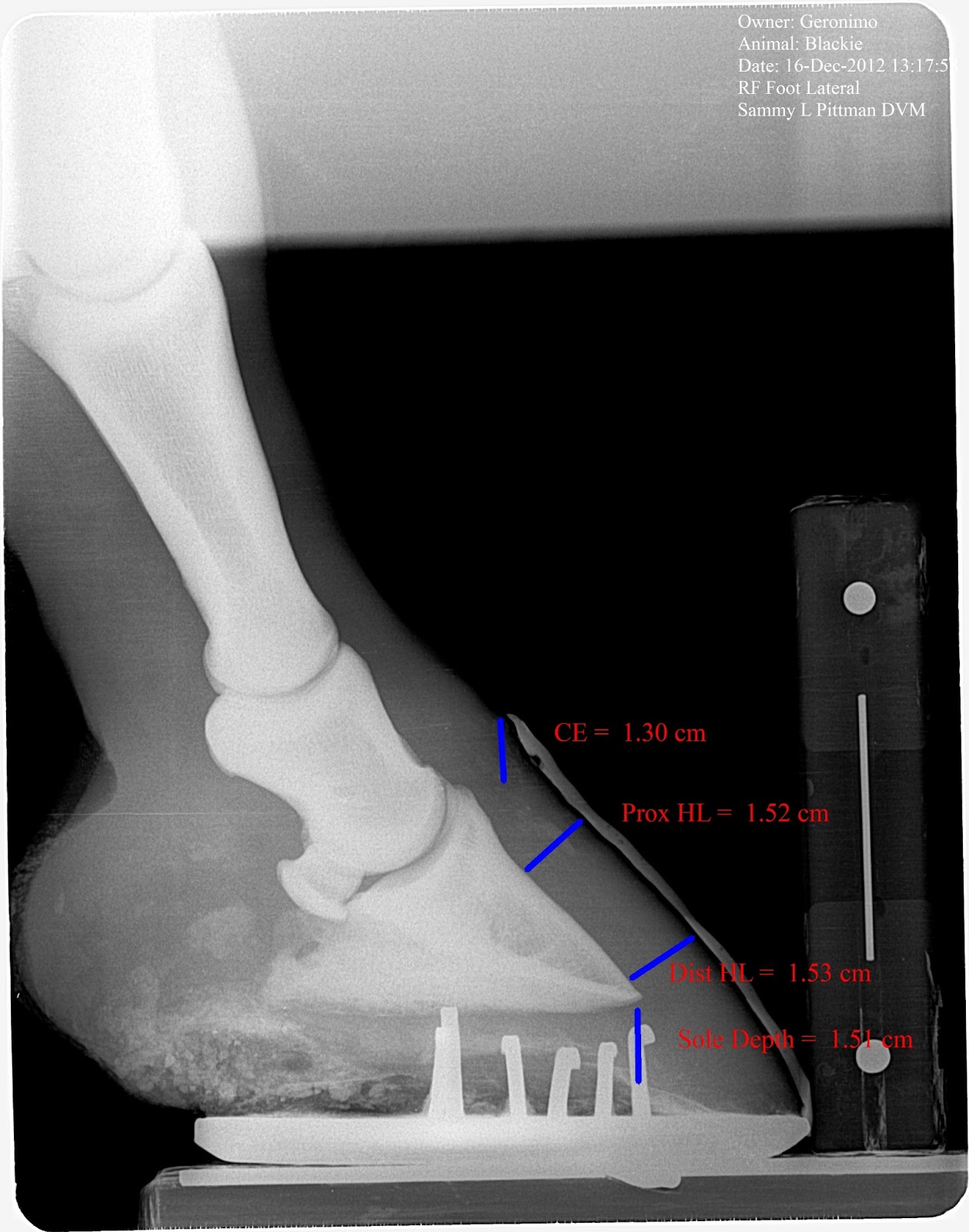 Innovative Equine Podiatry Acute laminitis case showing the value of