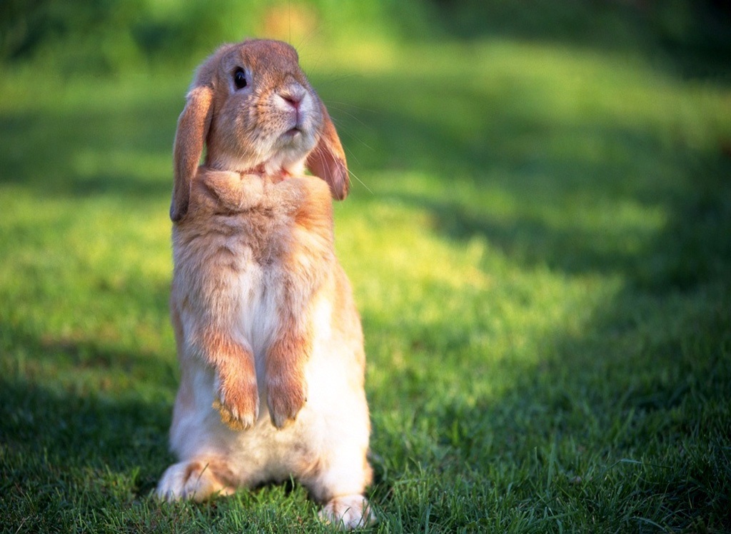 Rabbits HD Wallpapers (High Definition) Free Background