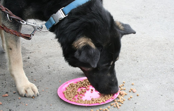 the shepherd eating kibble off a pink paper plate on the ground