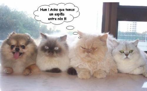 Meus Gatos & Seus Convidados!!!