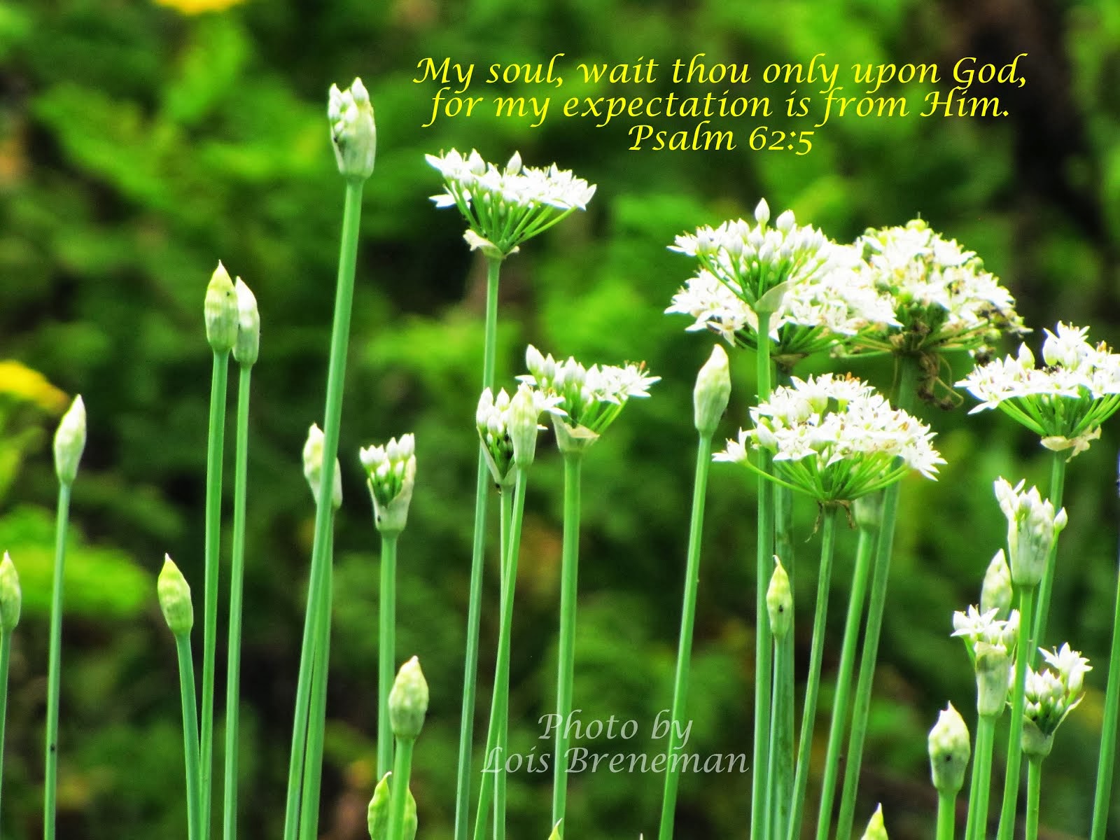 Garlic Chive Blossoms