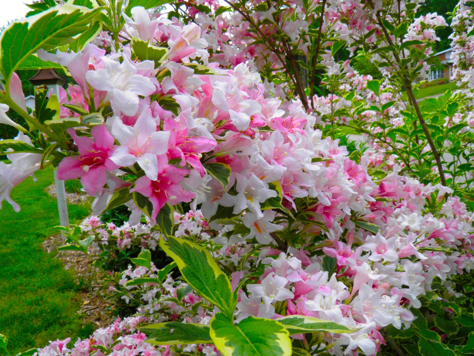 Flowering Weigela Florida Bush Colorful Shrubs