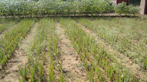 Baby Aloe Vera at our Farm