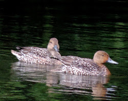 Pintail (Anas acuta) on Rowe's Flashe