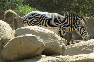 Zebra Pooping