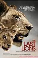 Download Film Gratis THE LAST LIONS (2011) 