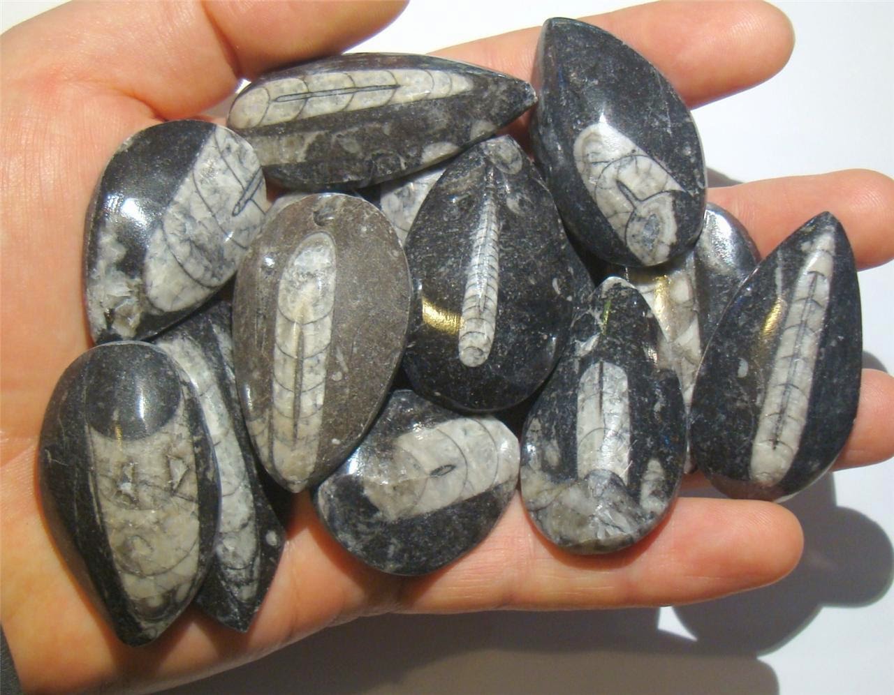 ammonite gemstone ammonite gemstone