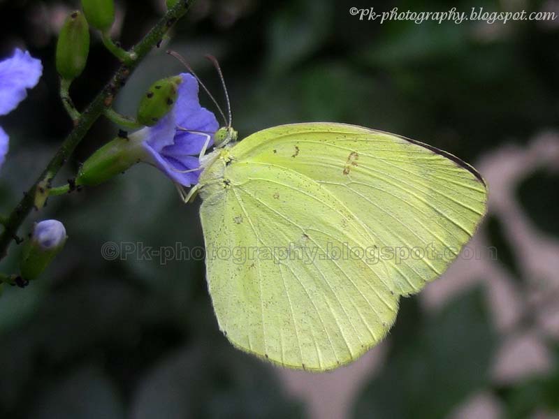 Common Grass Yellow Butterfly Nature, Cultural, and Travel