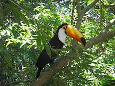 Fauna Bacia Taquari-Antas - Fonte: Aepan-ONG - Série: Aves