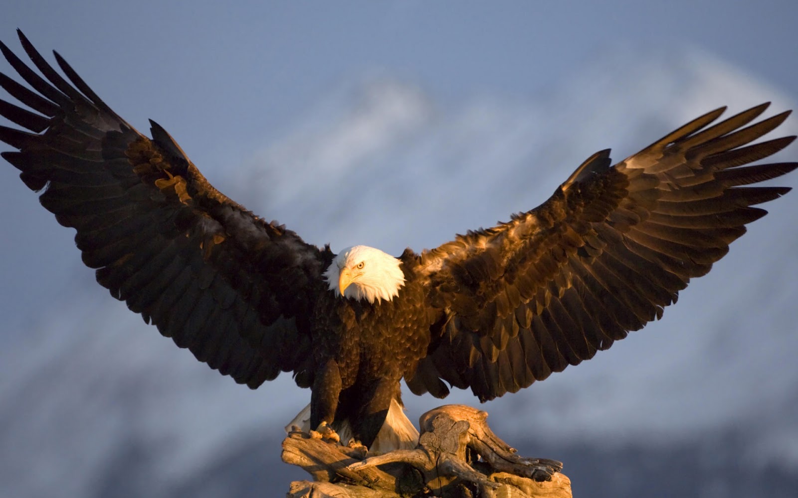 Kara kartal resimleri , fotoğrafı , wallpaper , duvar kağıdı