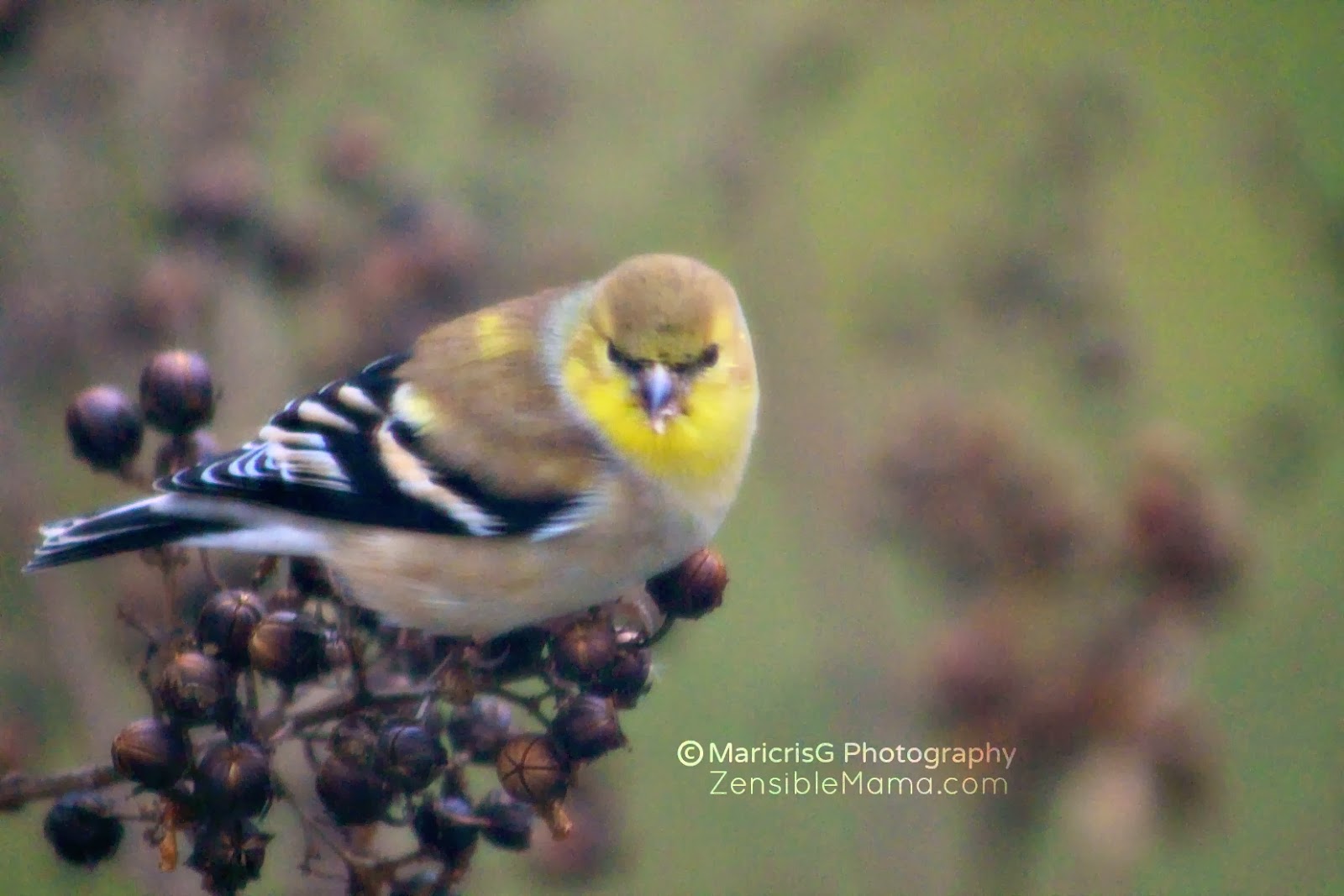 Zensible Mama Photo of the Day Angry Birds in Charlotte
