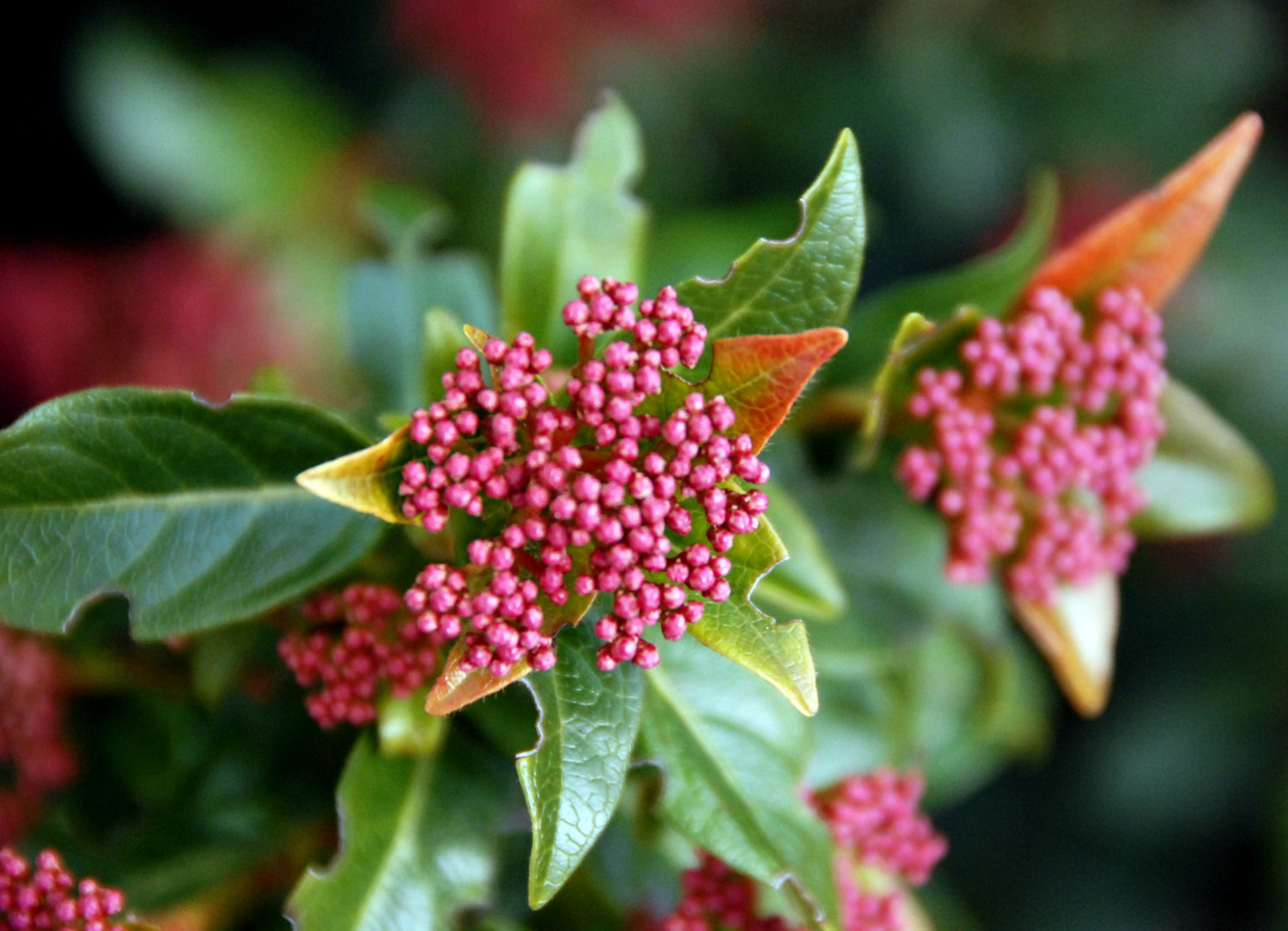 Blog Multi Vaso Conheca O Laurotino