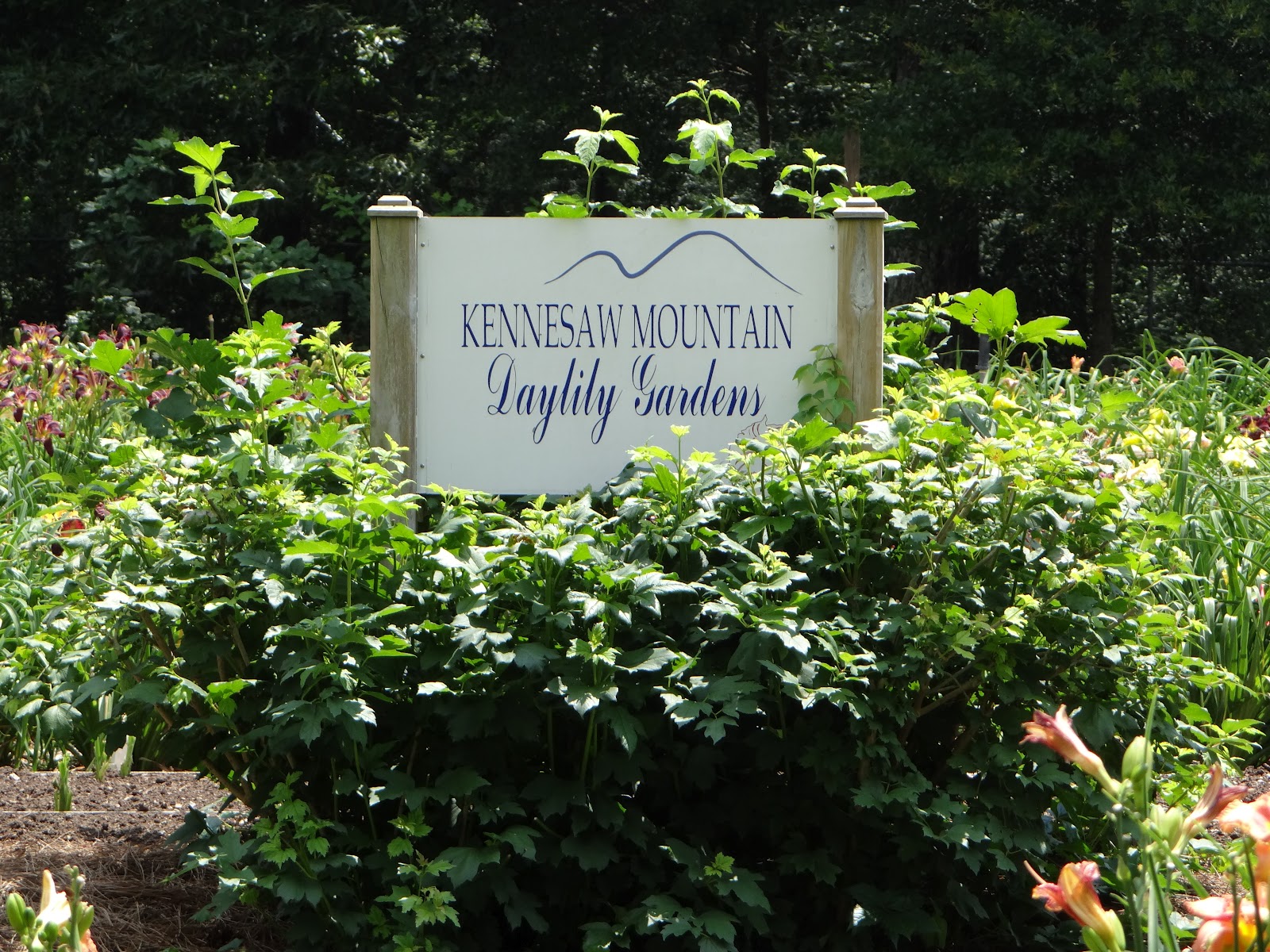 Atlanta Weekend Part One Kennesaw Mountain Daylilies A