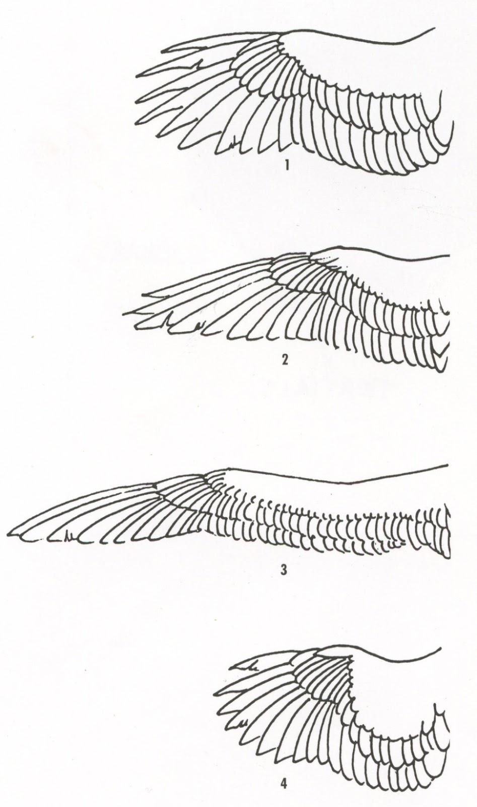 Hawk Wing Anatomy