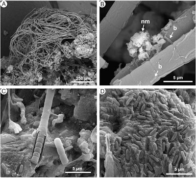 Ciri-Ciri / Karakteristik Sel Organisme Prokariotik