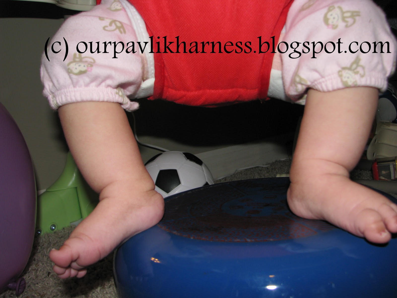 Our Pavlik Harness and journey with Hip Dysplasia Rhino activities