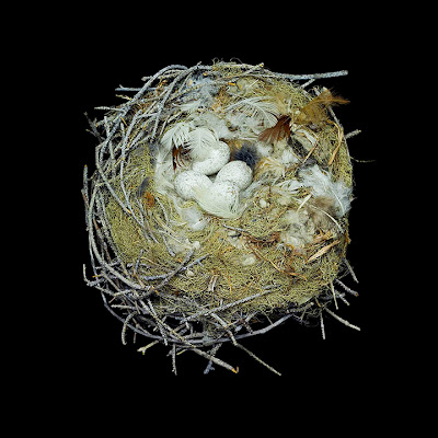 [Image: bird-nests-sharon-beals-14.jpg]