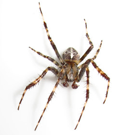 BugBlog: Male garden spider