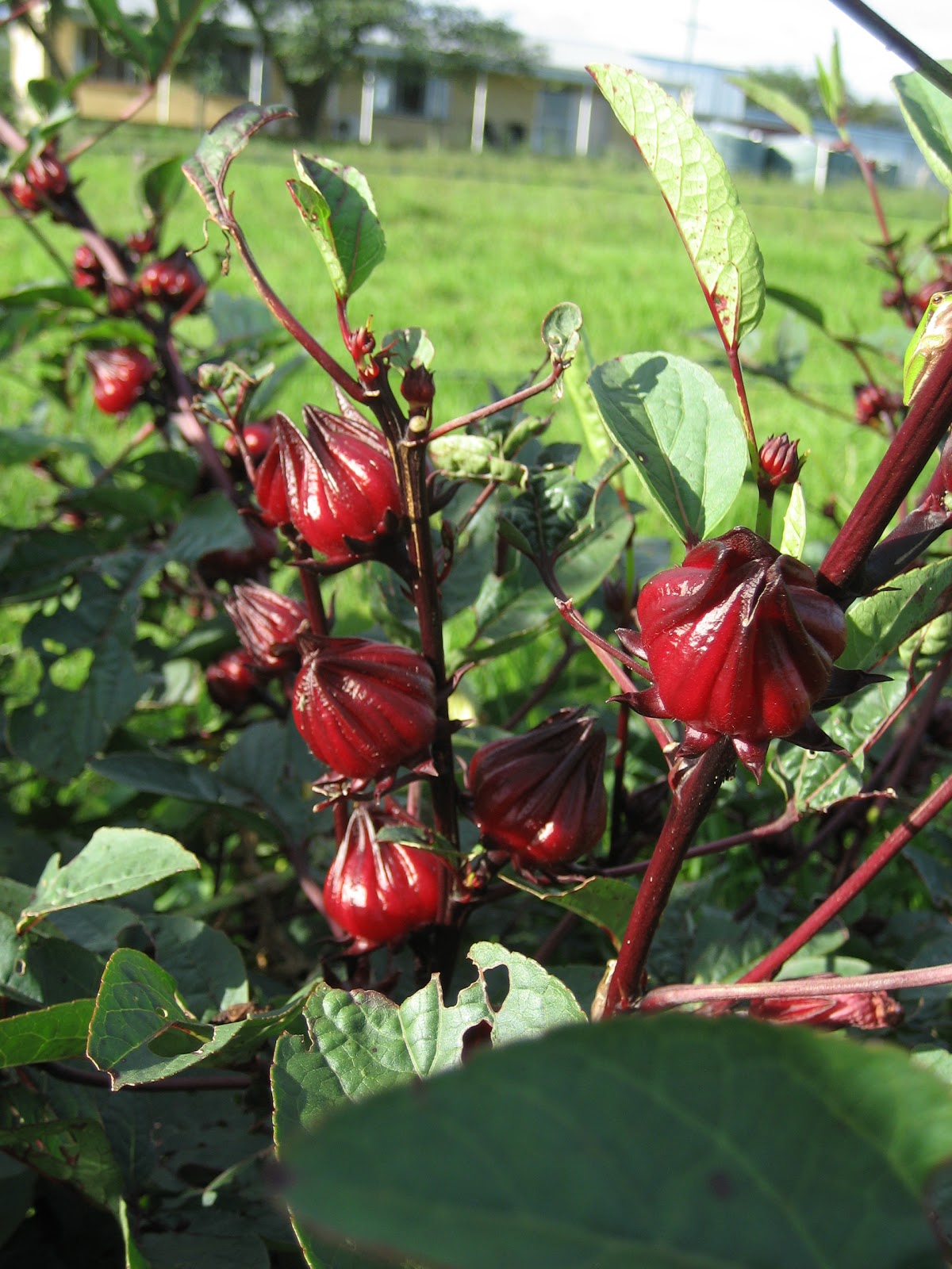 Life at Arbordale Farm The Great Rosella Harvest