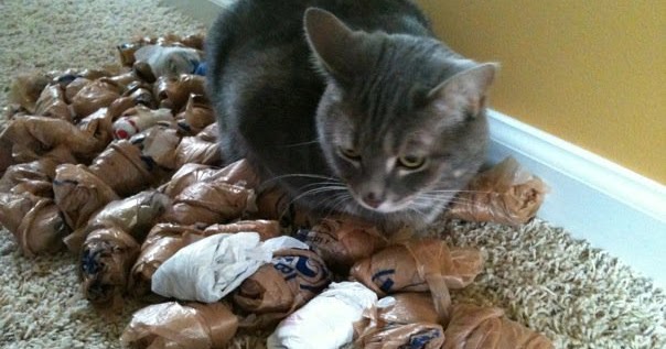 Why Do Cats Carry Socks And Meow Funny Why Do Cats Carry Socks And Meow Funny