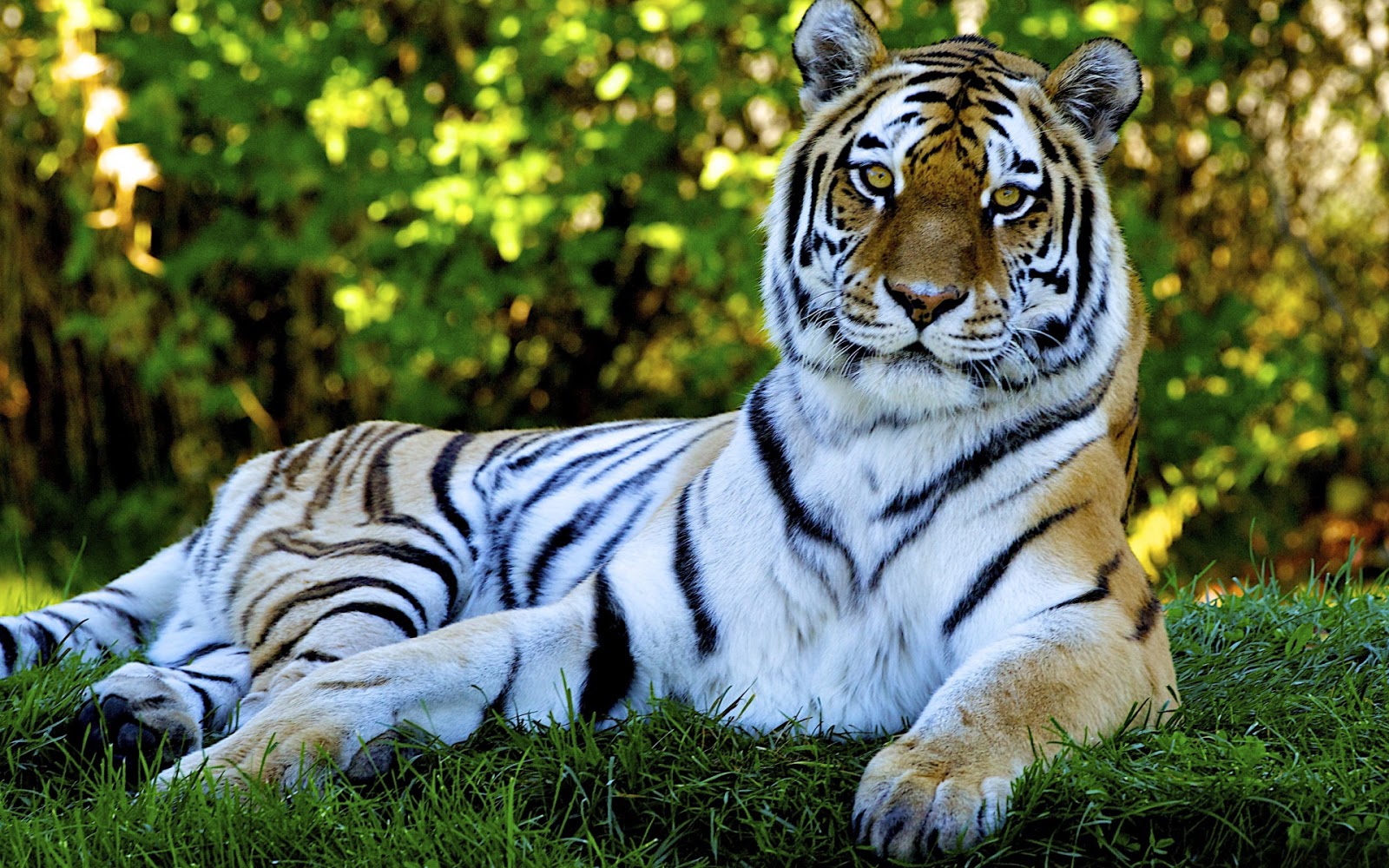 Fotos de Tigres en HD - Imagenes de Pantheras Tigris | Fotos e Imágenes