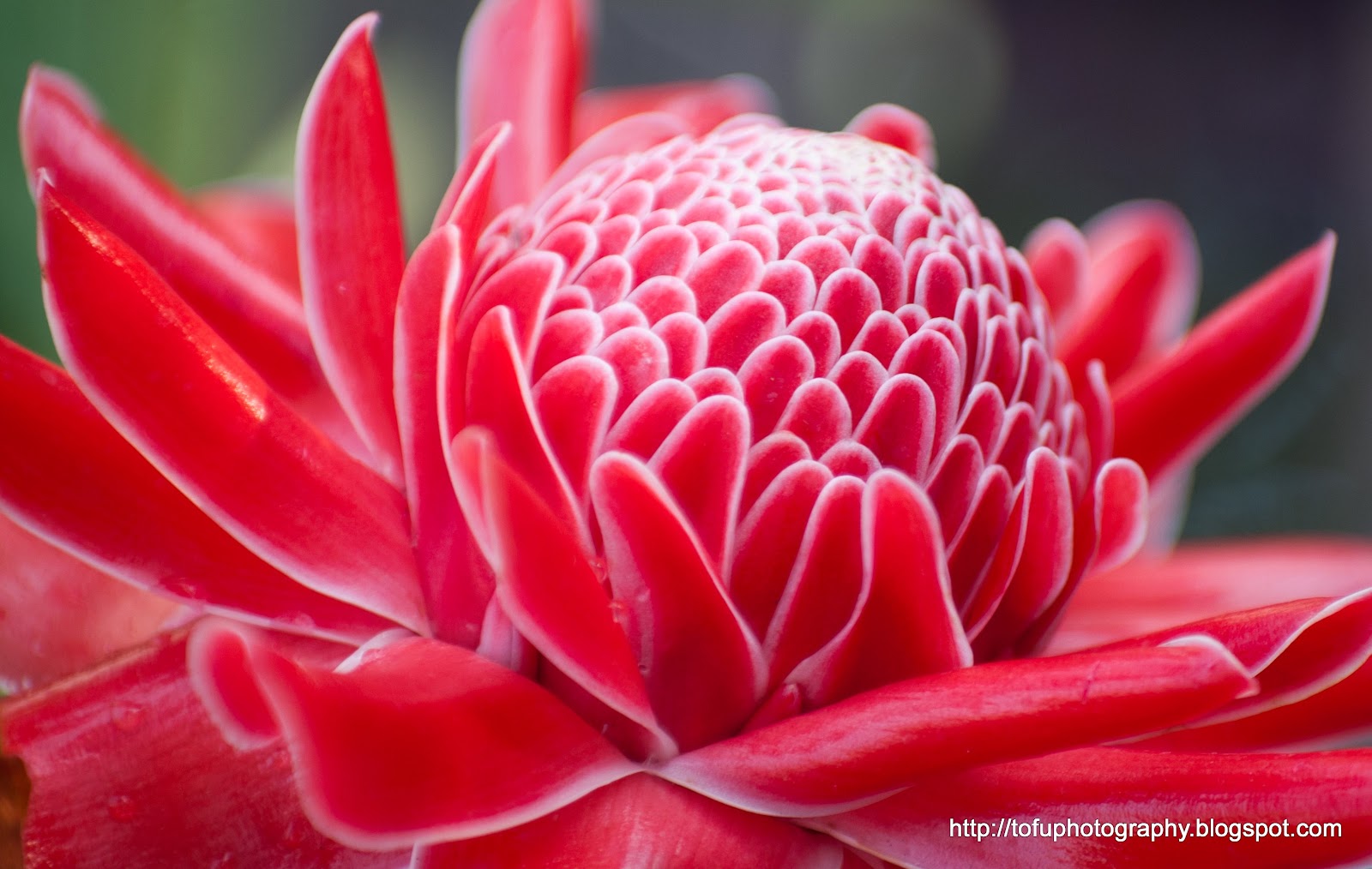 Tofu Photography Beautiful torch ginger