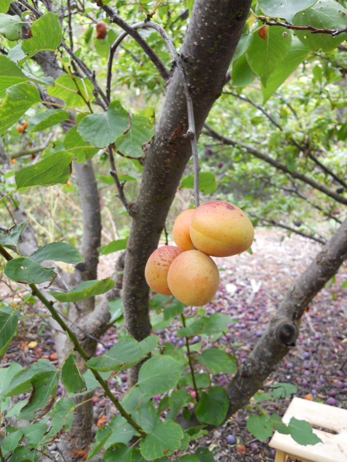 Once A Week Vegan Jamming with Tree Fruit