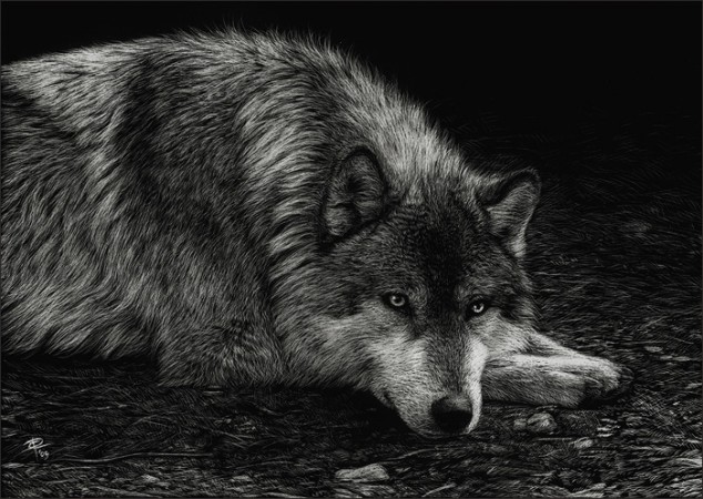 Реалистичные черно-белые портреты собак и волков, выскобленные на глине покрытой тушью