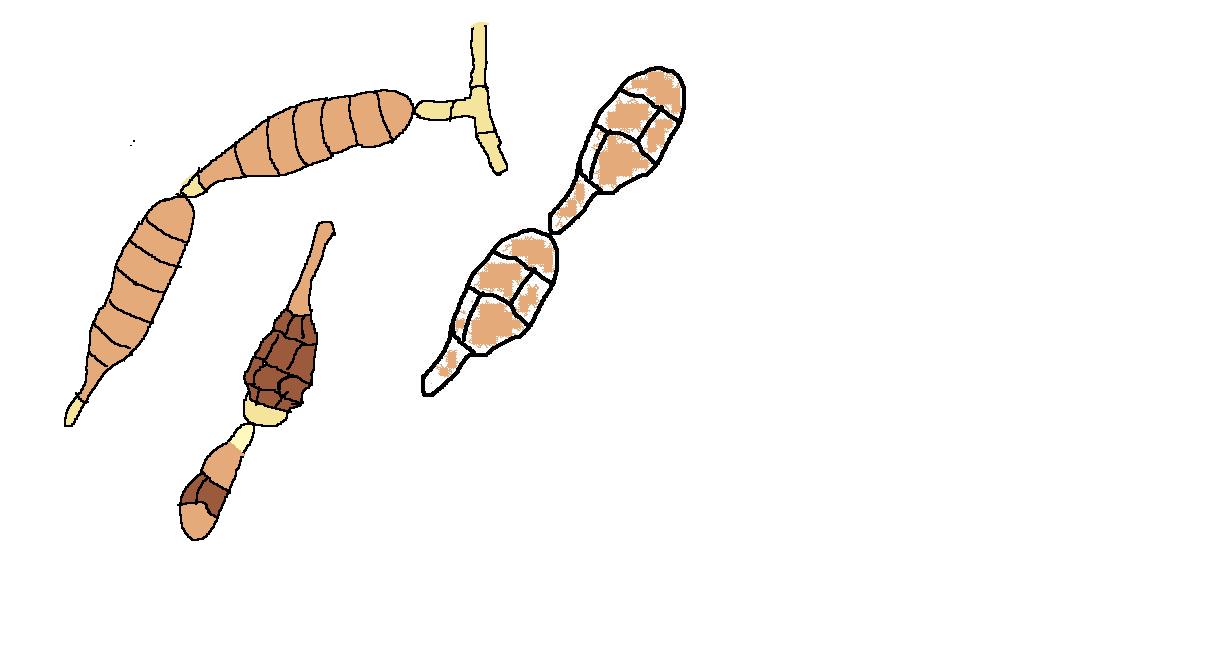 Line Art Quizlet : Sustainable mycology fungal line drawing quiz