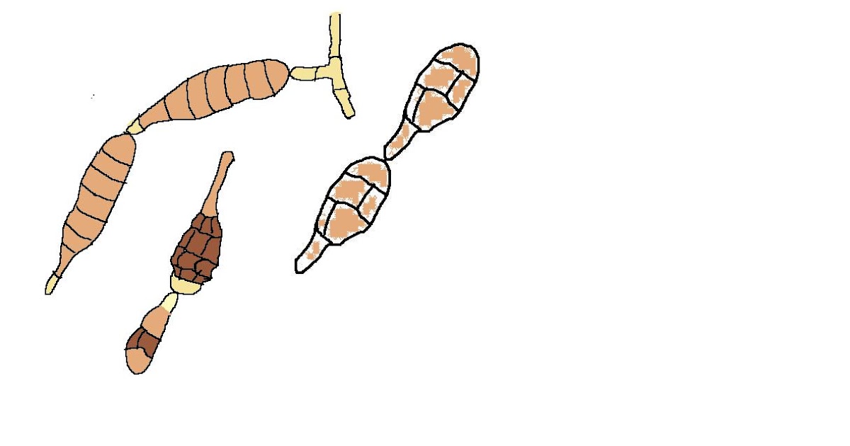 Line Art Quizlet : Sustainable mycology fungal line drawing quiz