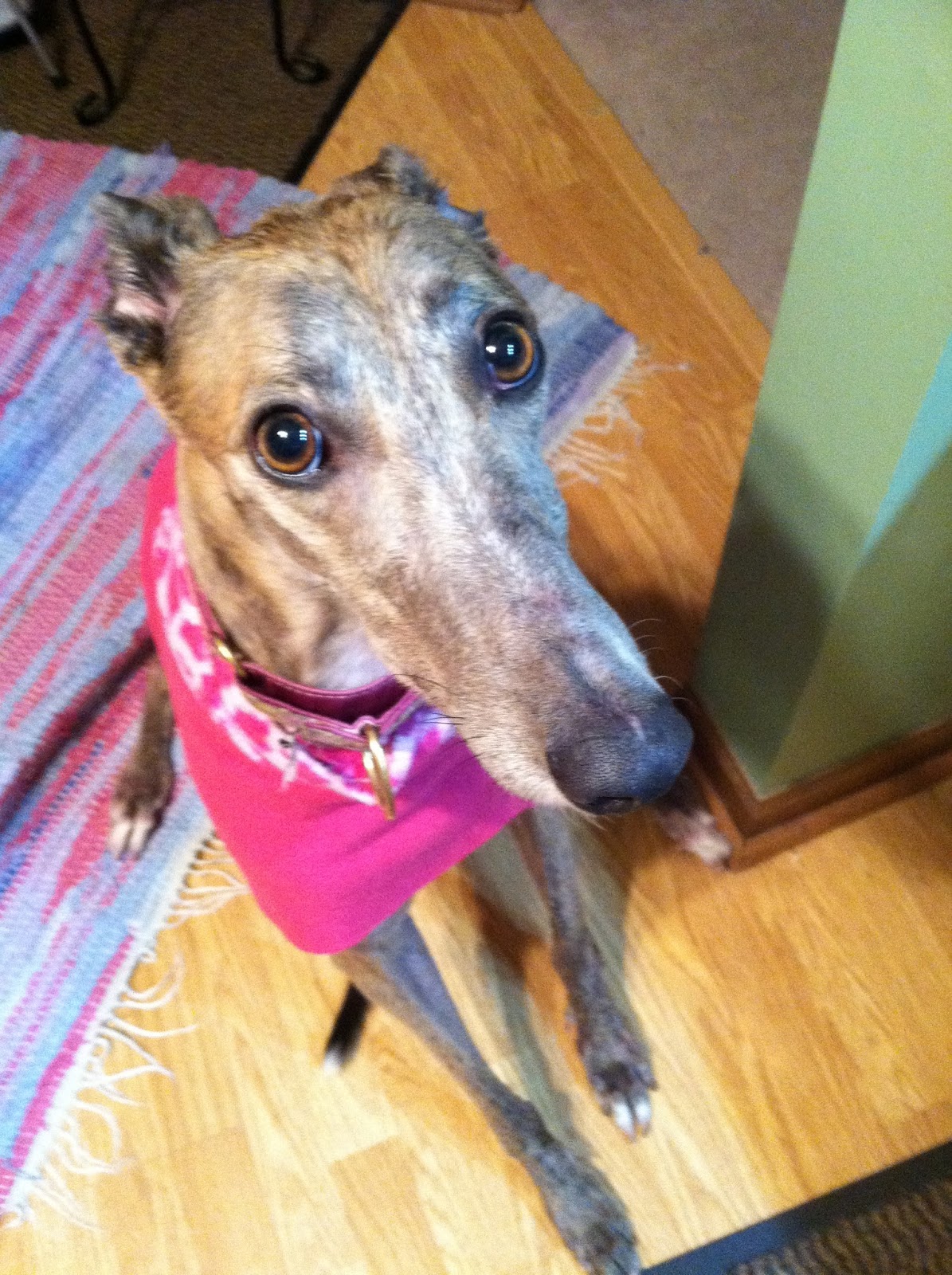 Northern Lights Greyhound Adoption Dog Blog NLGA Photo Roundup