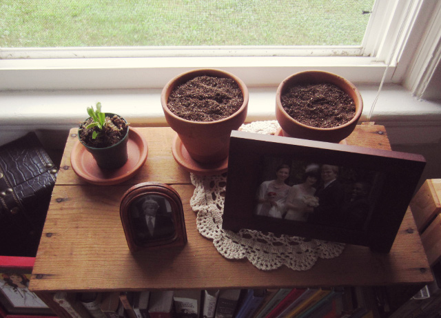 Growing herbs in pots Growing herbs in pots