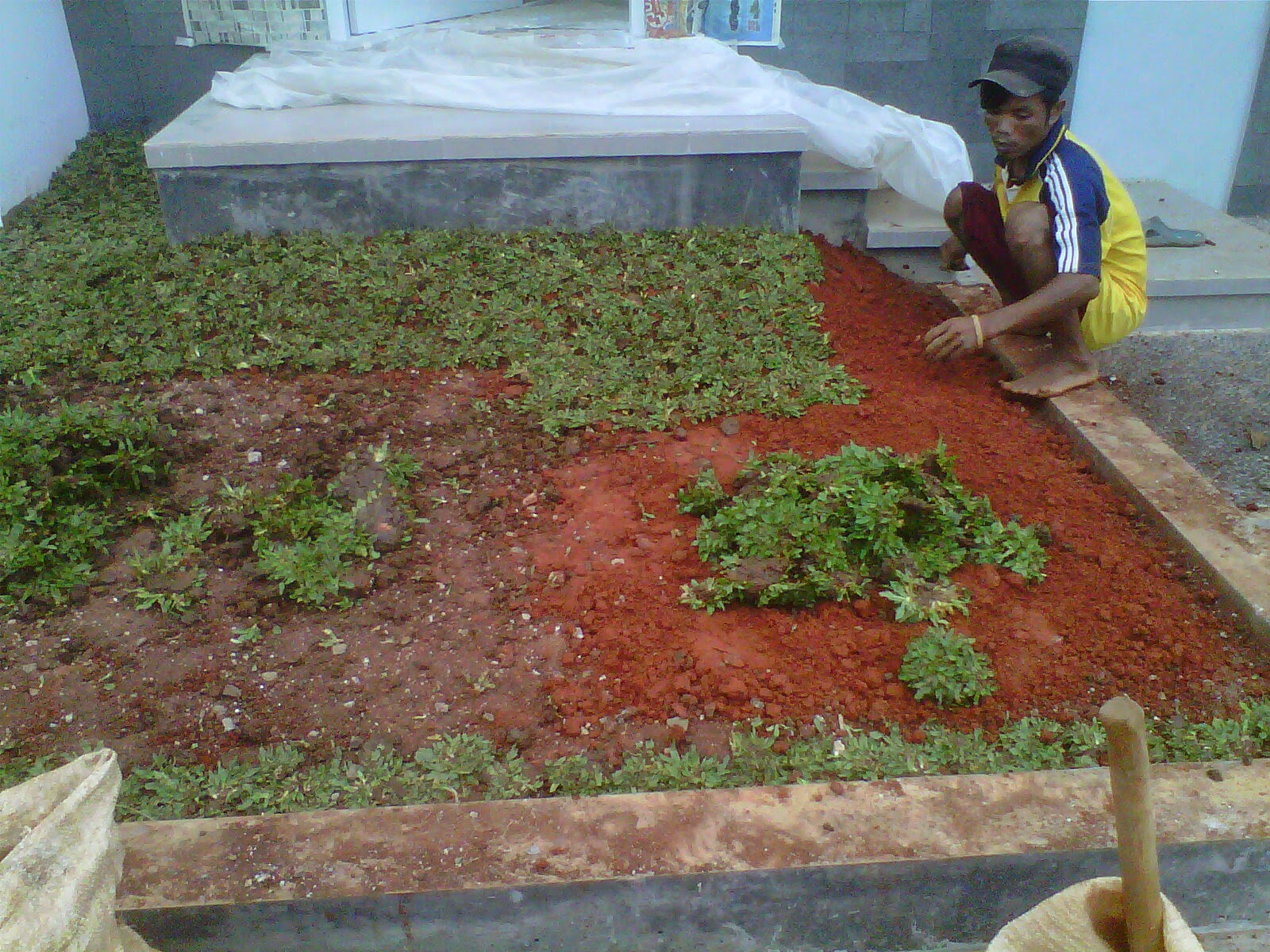 taman depan rumah |rumput gajah mini|tukang taman hias | LOVE GREEN taman depan rumah |rumput gajah mini|tukang taman hias | LOVE GREEN