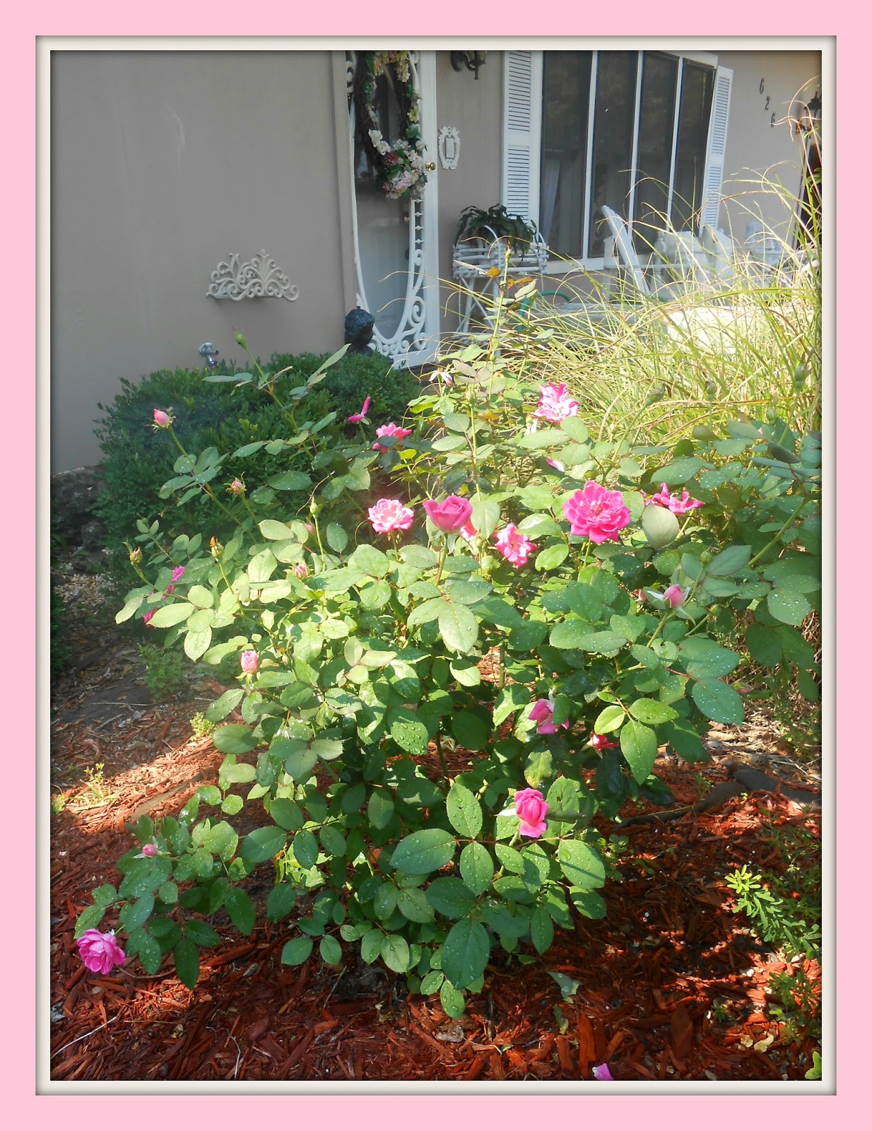 Olivia's Romantic Home Shabby Chic Rose Garden