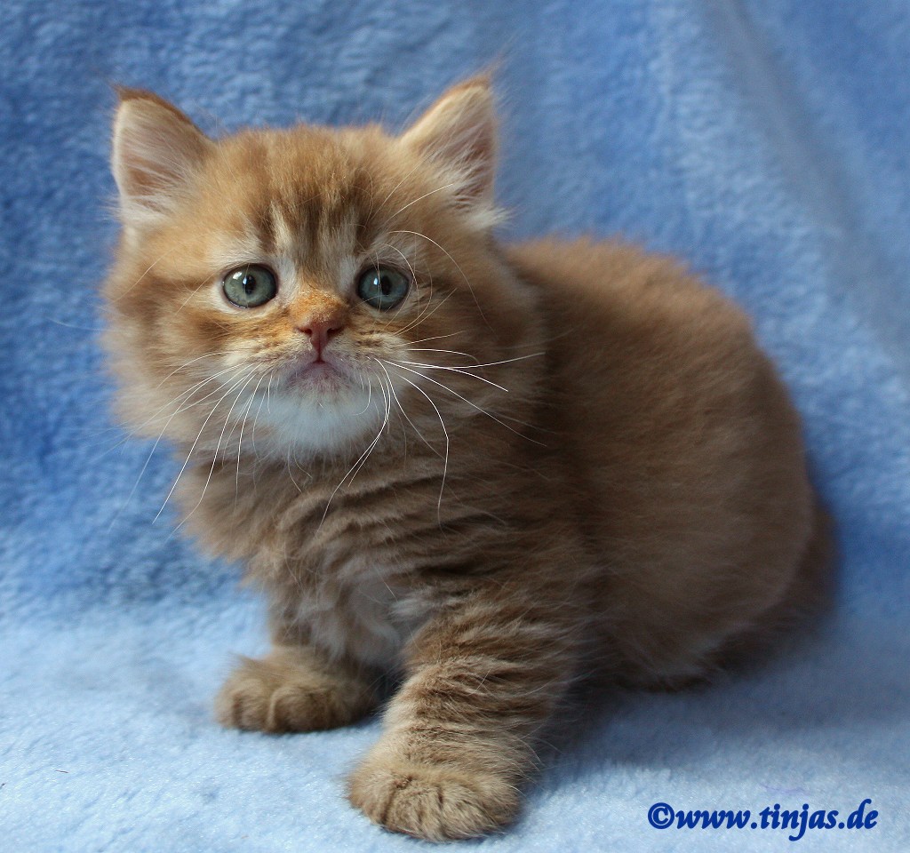 Britisch Kurzhaar (BKH) Kitten und Britisch Langhaar