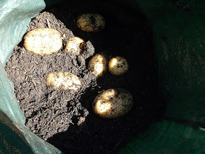 Allotment Growing - Potatoes In Bags