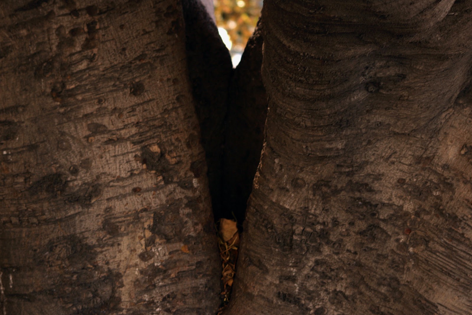 cerco amore vero brusco