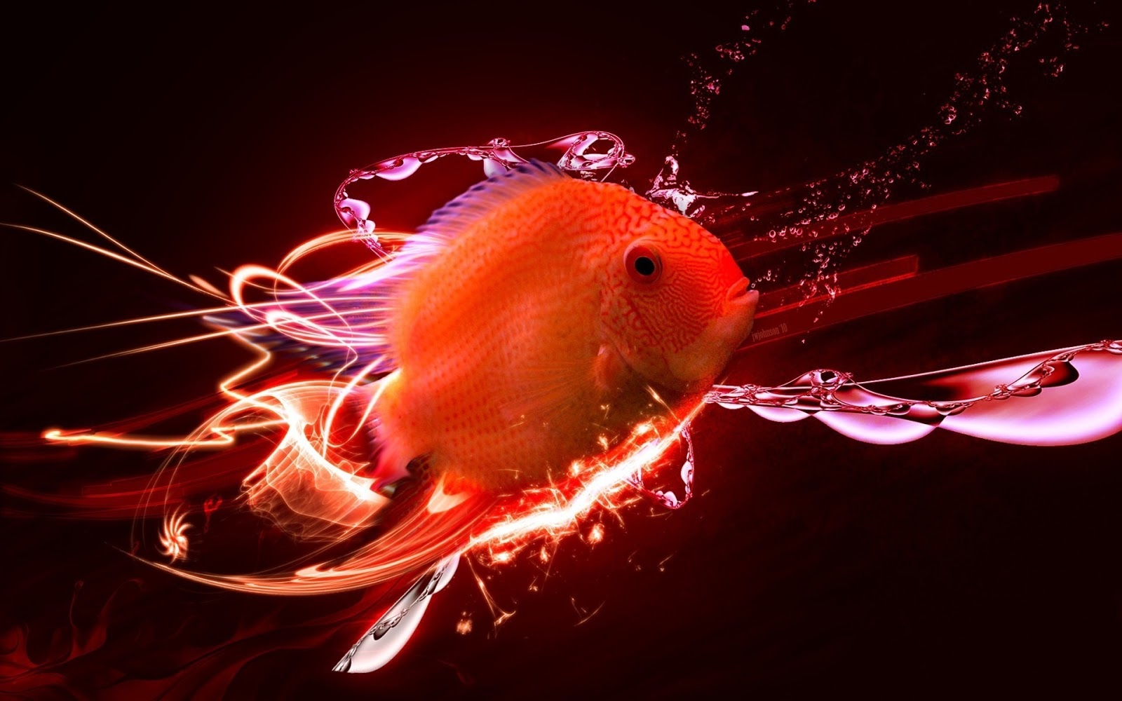 Beautiful Wallpapers for Desktop: Beautiful Fishes HD Wallpapers