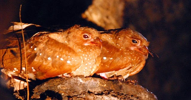 Turismo en Venezuela Monagas