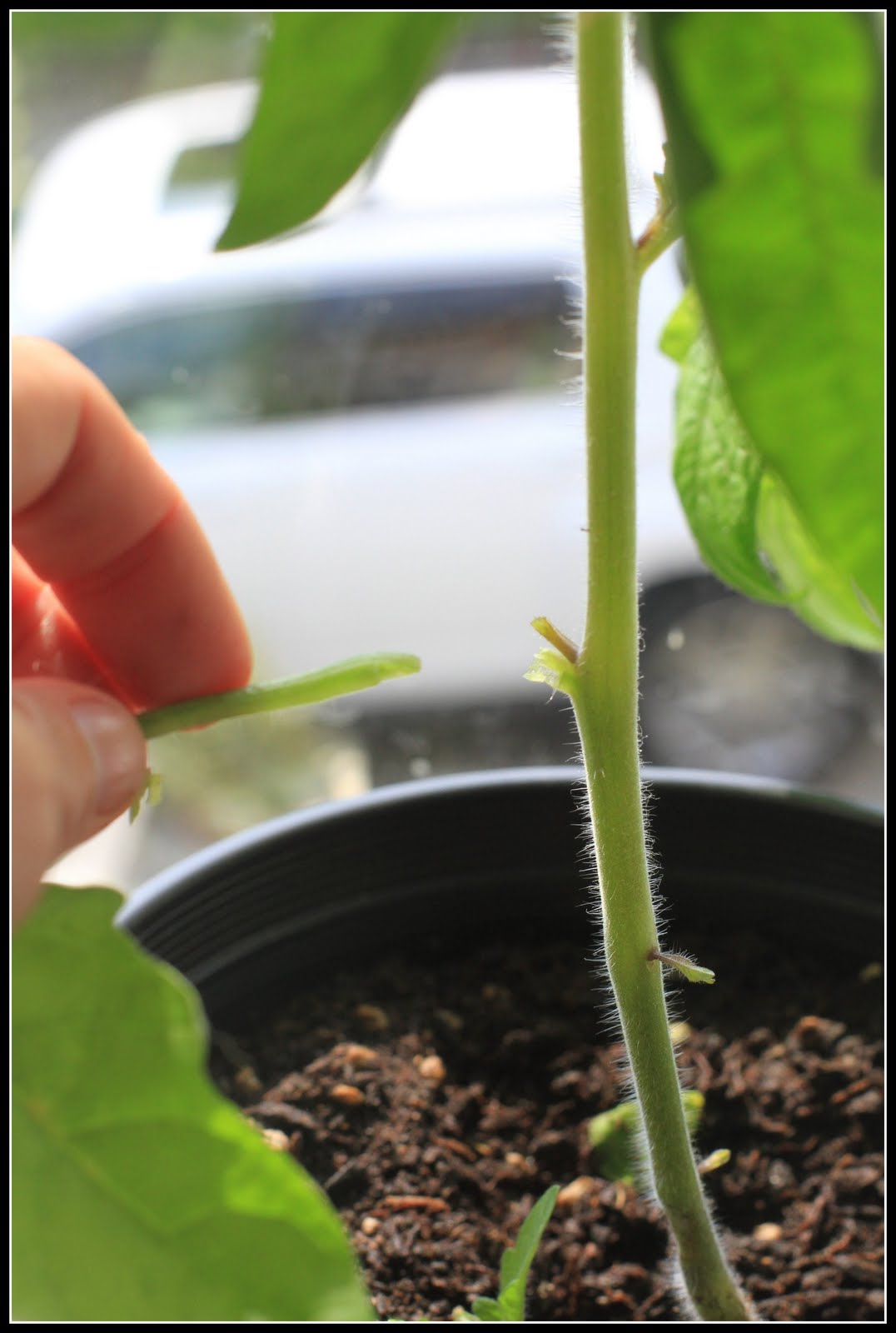 Desperate Gardener Tomato Tuesday Sideways Starts