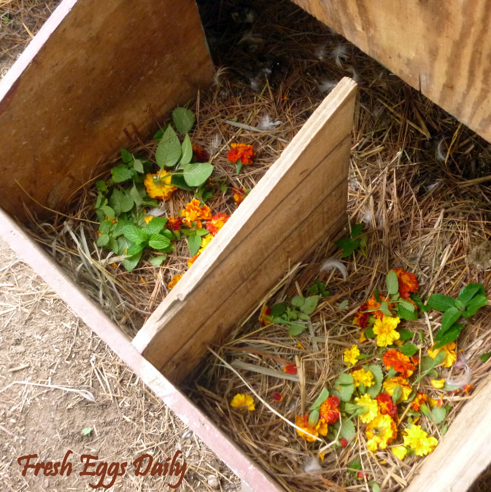 Nesting Box Herbs Chicken Aromatherapy Fresh Eggs Daily®